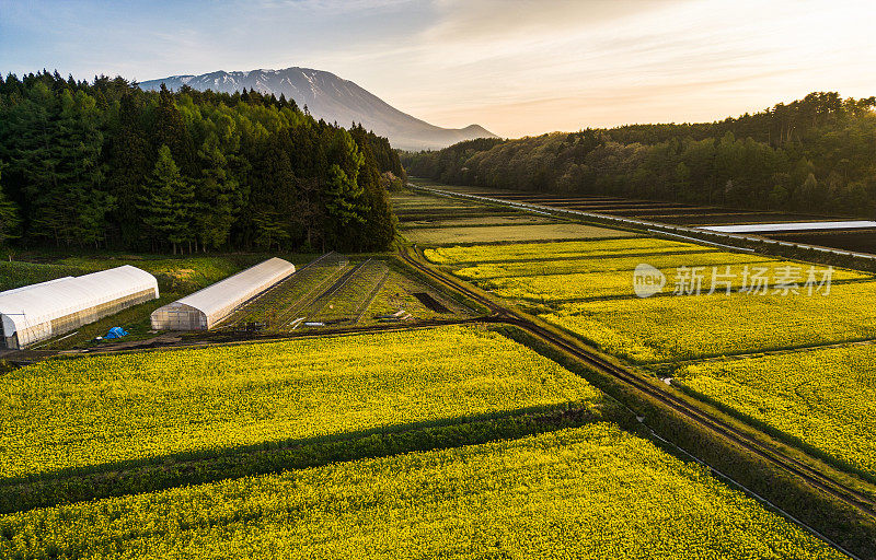 Aerial view of Canola flower fields at sunrise